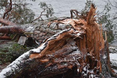 Close-up of frozen tree