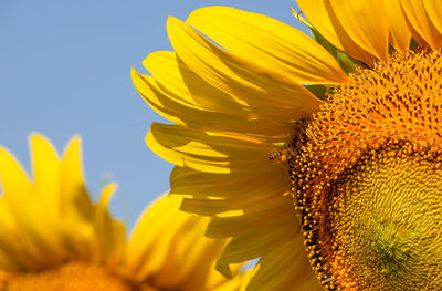 Close-up of sunflower