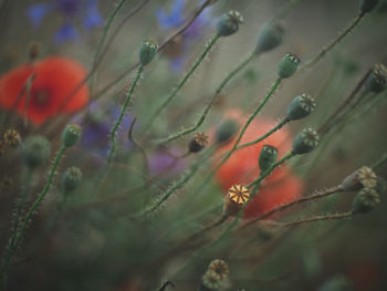 Close-up of flower growing on tree