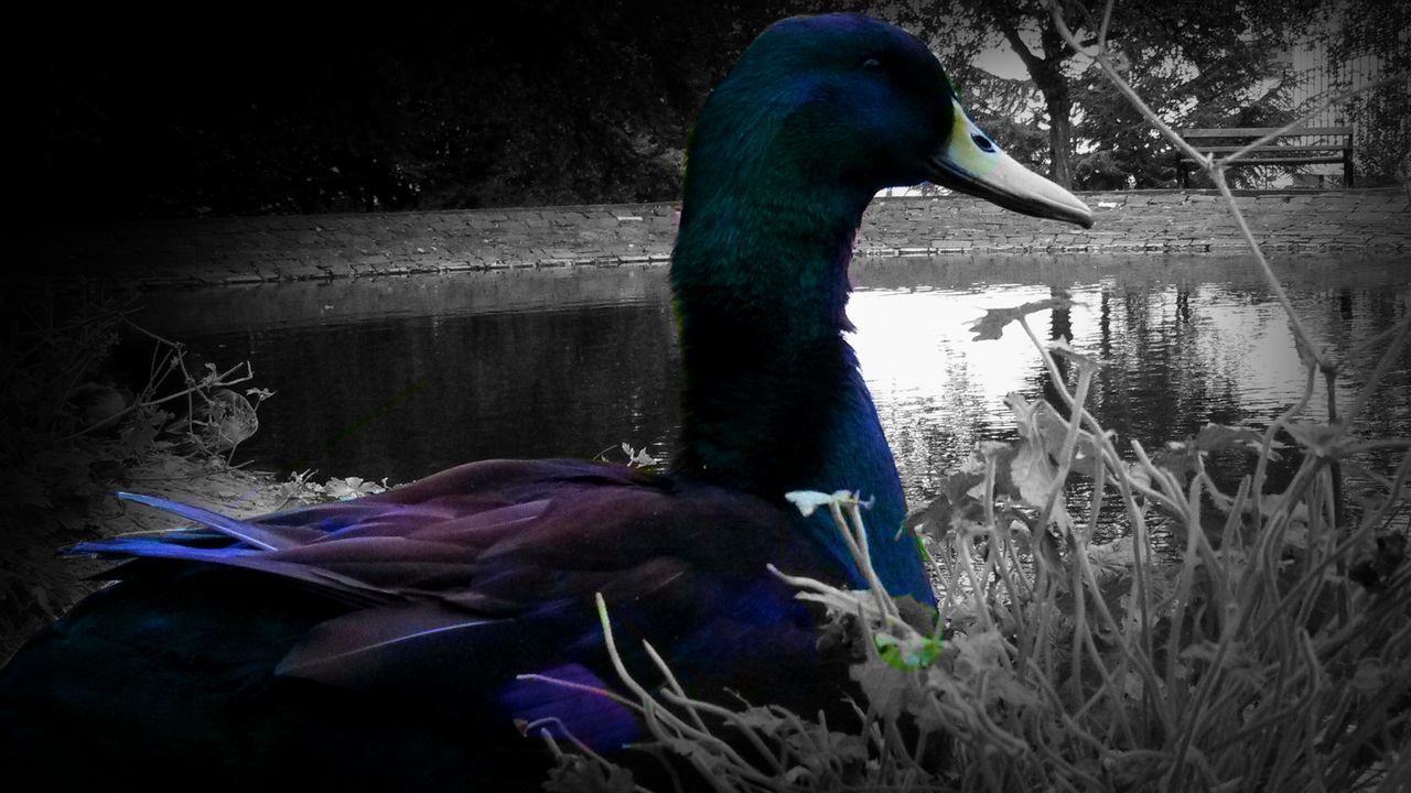 Weston Park Duck Pond