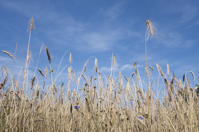 Low angle view of plants on field against sky