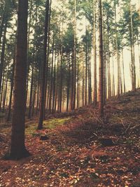 Trees in forest