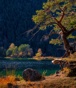 Scenic view of lake in forest