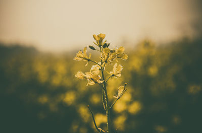 Close-up of fresh yellow flowers blooming outdoors