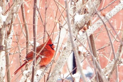 Close-up of bird perching on branch during winter