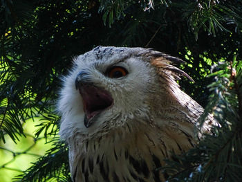 Close-up of a bird looking away