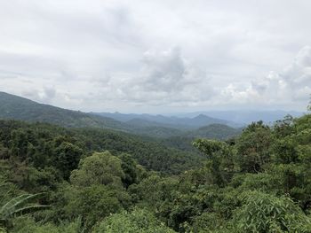 Scenic view of forest against sky