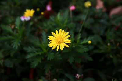 Close-up of yellow flowering plant