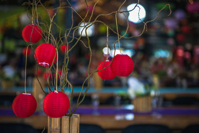 Close-up of red lanterns hanging on plant