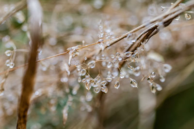 Close-up of water drops on plant