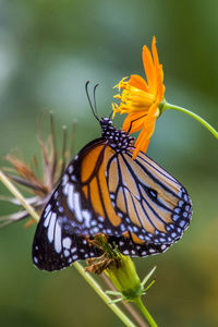 Close-up of butterfly pollinating on flower