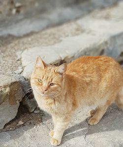 Side view of tabby cat