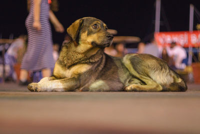 Dog sitting on footpath