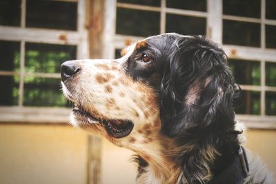 Close-up of a dog looking away