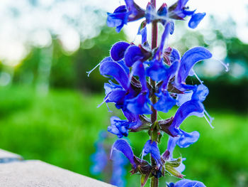 Close-up of purple flowers blooming