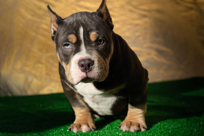 Close-up portrait of dog looking away