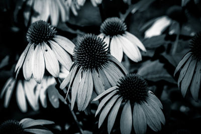 Close-up of flowers blooming outdoors