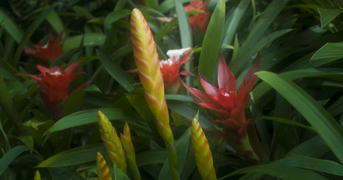 Close-up of flowers