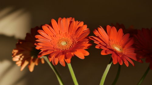 Close-up of orange daisy flowers