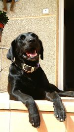 Portrait of black dog sitting on floor