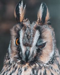 Close-up portrait of horned owl 