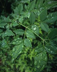 Close-up of water drops on leaves