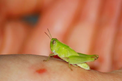 Close-up of green lizard on hand