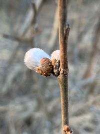 Close-up of dead plant