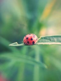 Close-up of ladybug on leaf