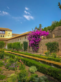 Purple flowering plants by building against sky