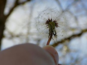 Close-up of dandelion flower