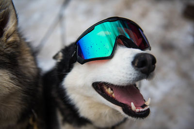 Close-up of a dog