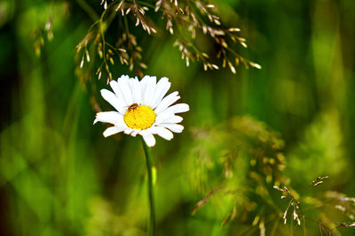 Close-up of white daisy flower