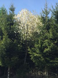 Scenic view of flowering plants and trees against sky