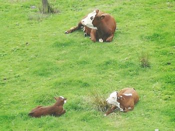 Cows in a field