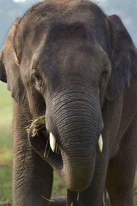 Close-up of elephant