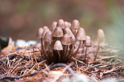 Close-up of mushrooms growing on field