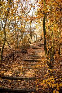 Footpath amidst trees in forest during autumn