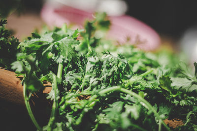 Close-up of fresh green plants