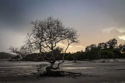 Bare trees on landscape against sky