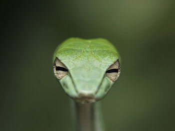 Close-up portrait of a frog on leaf