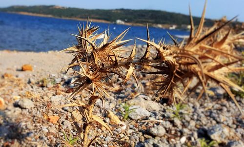 Close-up of cactus on beach against sky