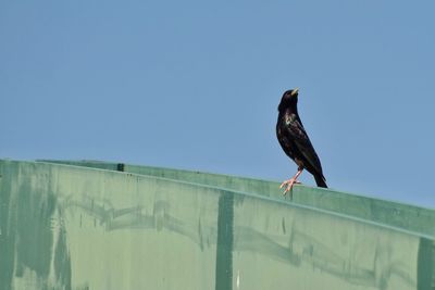 Bird perching on blue against clear sky