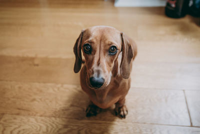 Portrait of dog at home