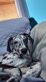 Dog resting on bed at home