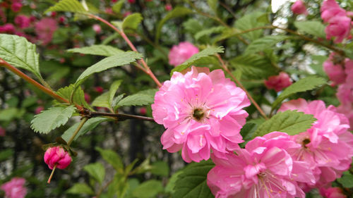 Close-up of pink flowers blooming outdoors