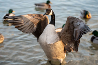 Close-up of birds in lake