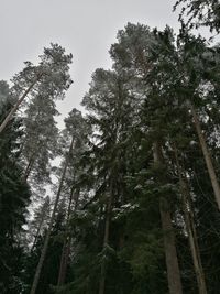 Low angle view of trees against sky