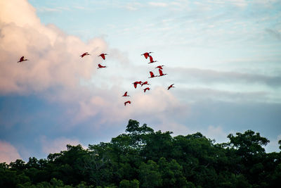 Low angle view of scarlet ibis flying against sky