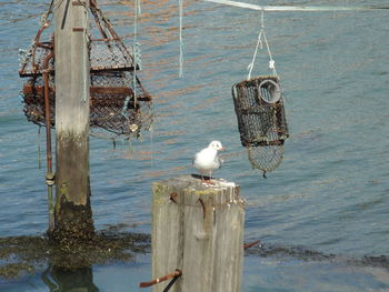 Seagulls perching on wooden post in sea